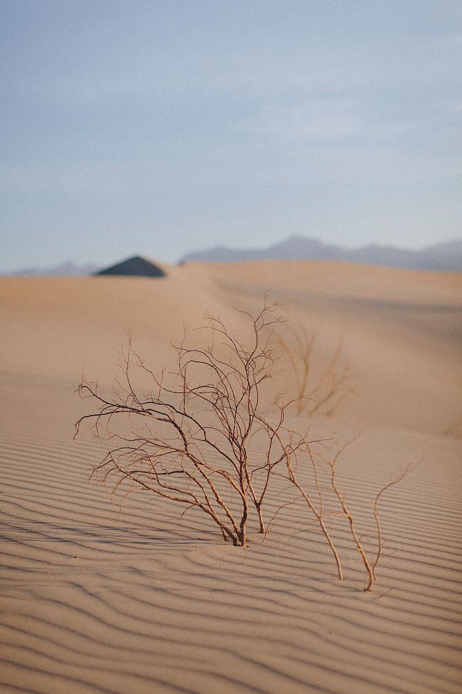 Desert plant growing out of windblown sand dune in the Death Valley