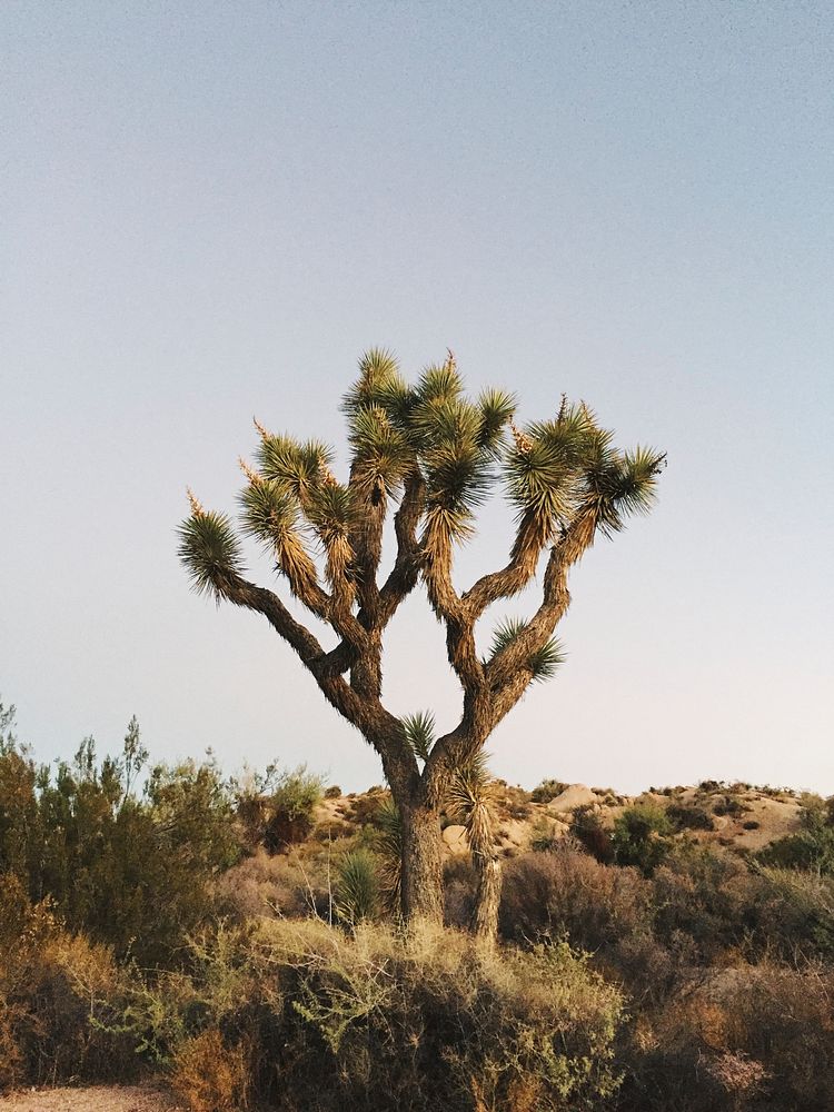 Joshua Tree in the Mojave Desert, United States