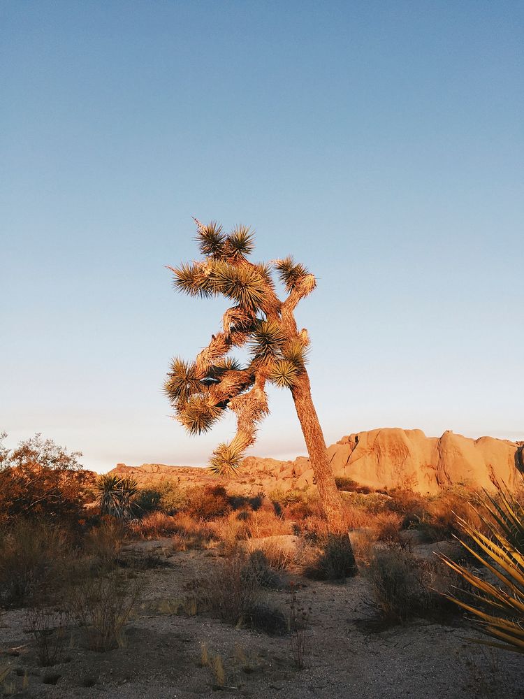 Joshua Tree in the Mojave Desert, United States
