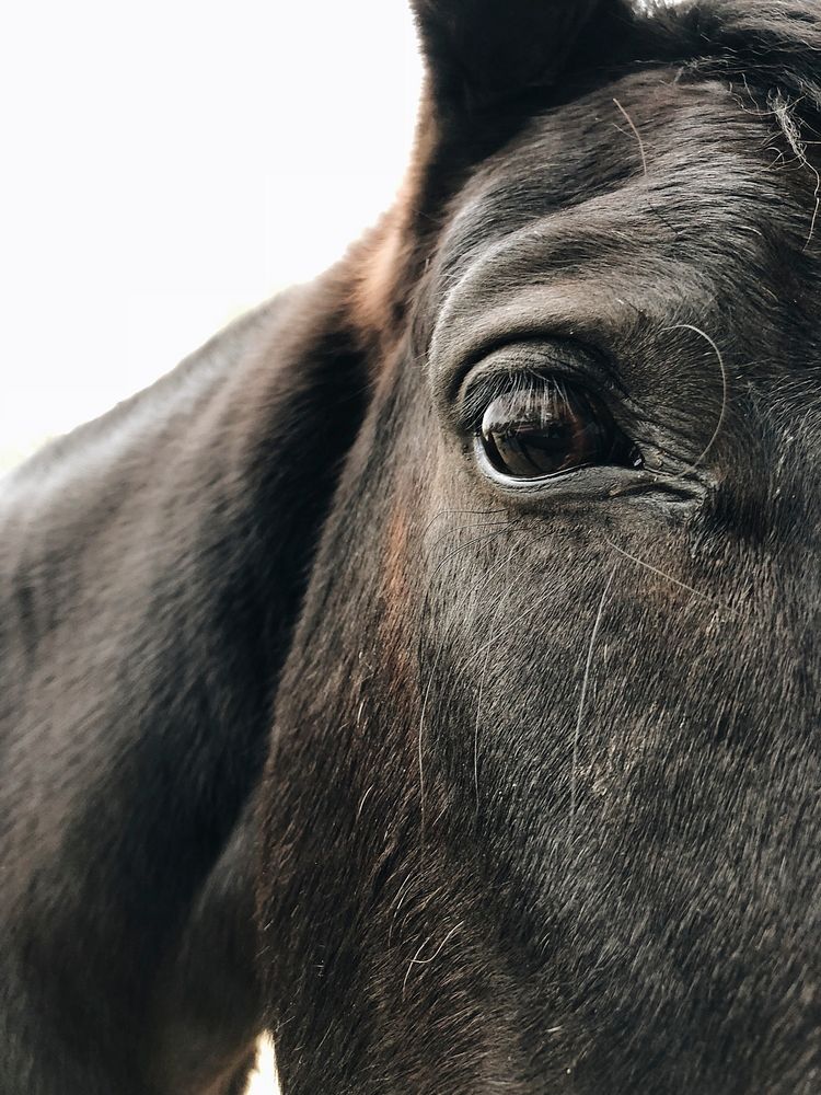 Close up of a gentle horse