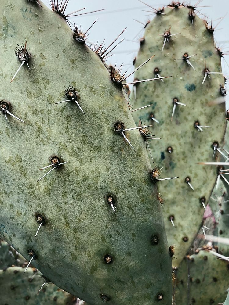Opuntia Cactus in Arizona, United States