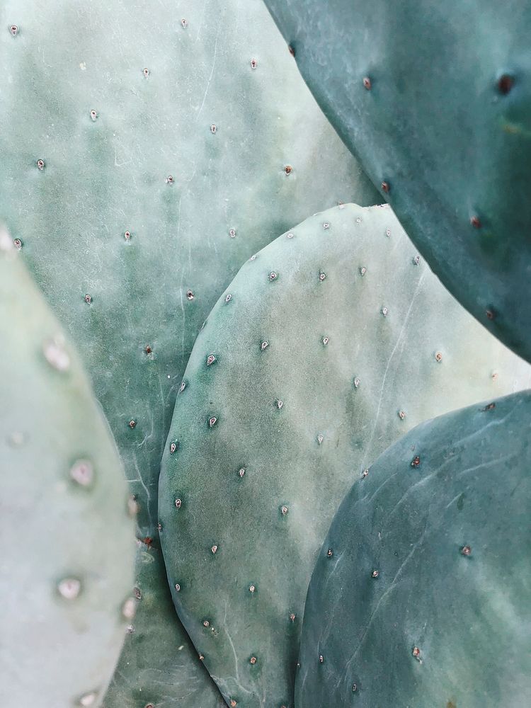 Opuntia Cactus, Arizona, United States