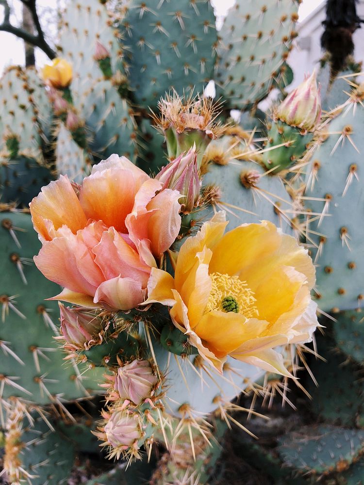 Blooming Opuntia Cactus in Arizona, United States