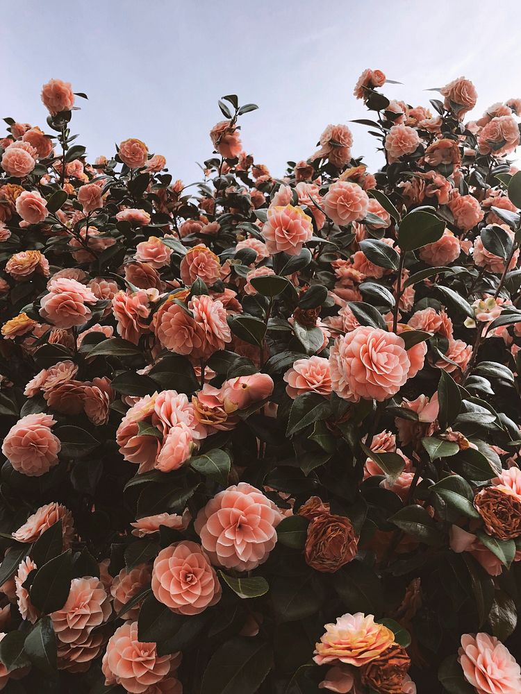 Camellias Portland, Oregon, United States | Free Photo - rawpixel