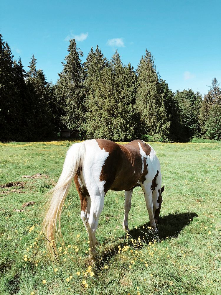 Paint horse grazing in a field
