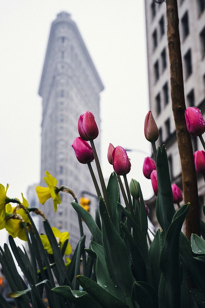 Tulips at Flatiron Building, New York, United States