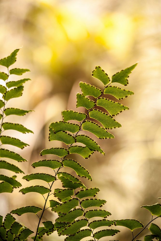 Green fern leaves with yellow bokeh bacgkround