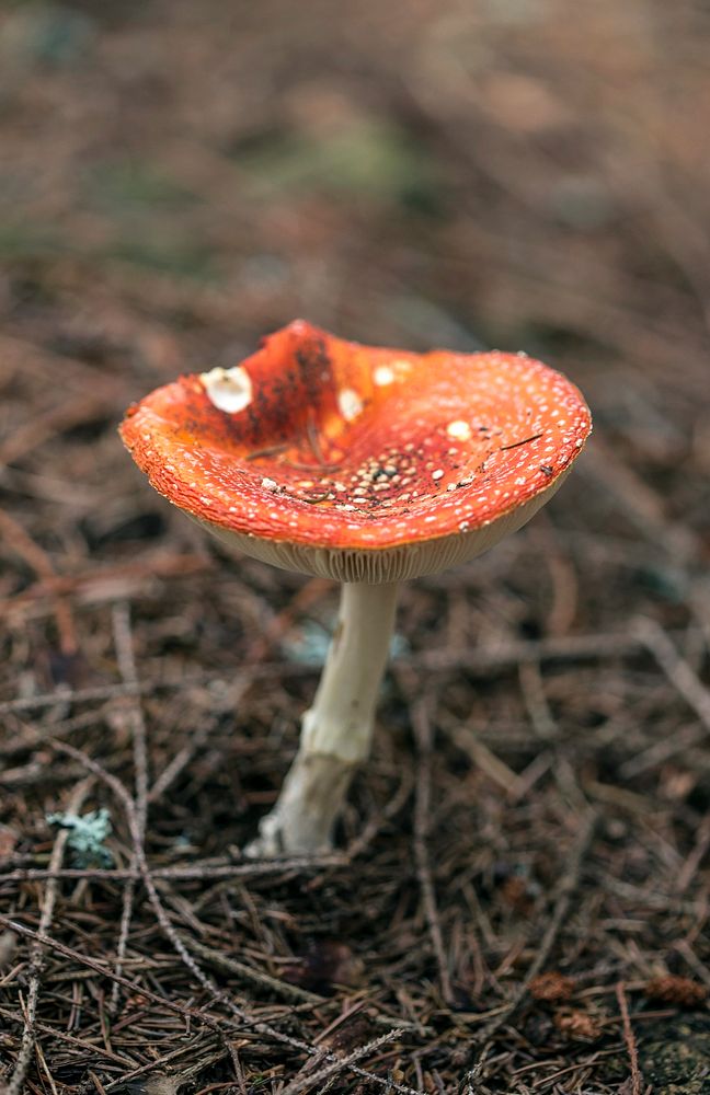 Orange fungi plant on the ground