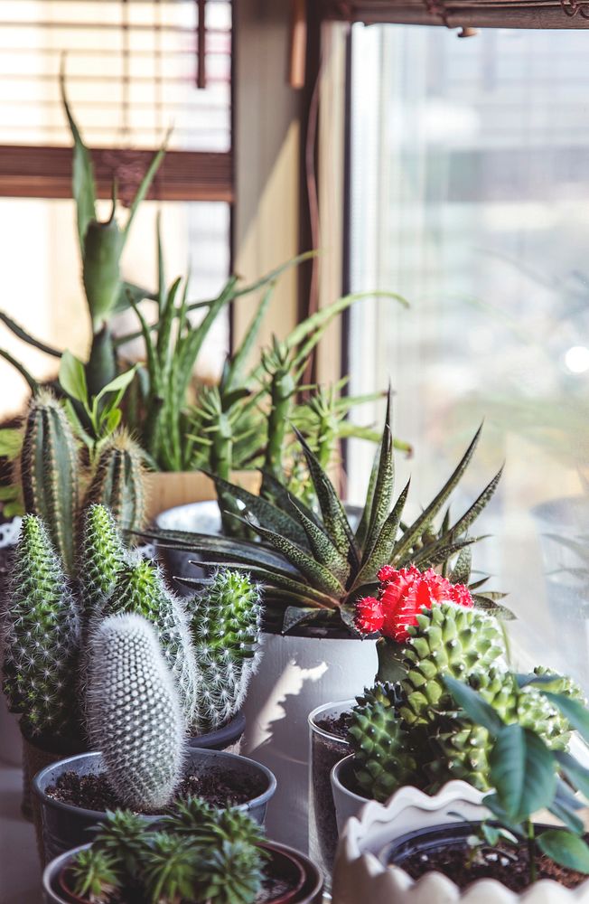 A bunch of plants in little pots by the window