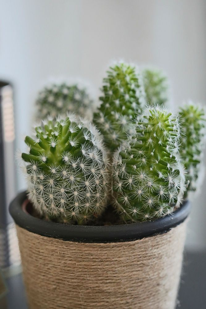 A bunch of cactus plants in a pot