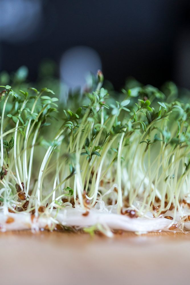 Bed of plant sprouts