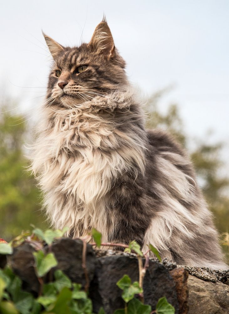 Domestic brown long haired cat