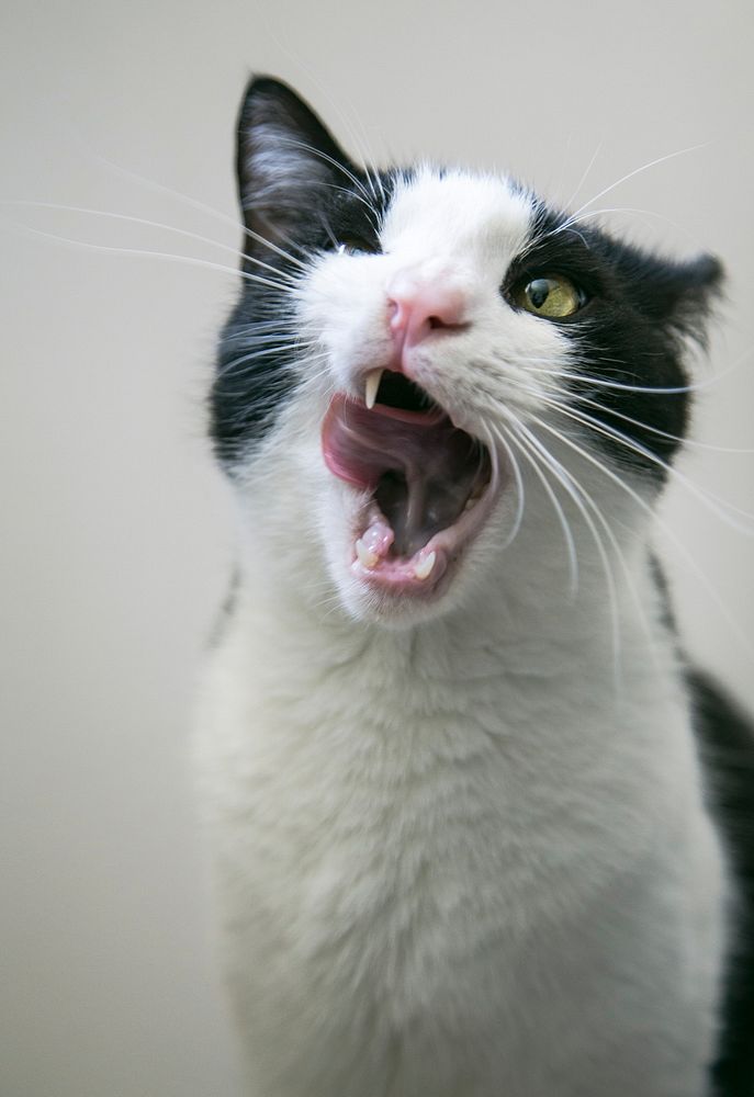 Black and white cat yawning