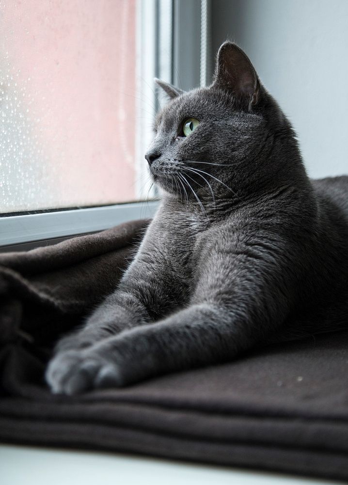 Grey domestic cat looking out the window