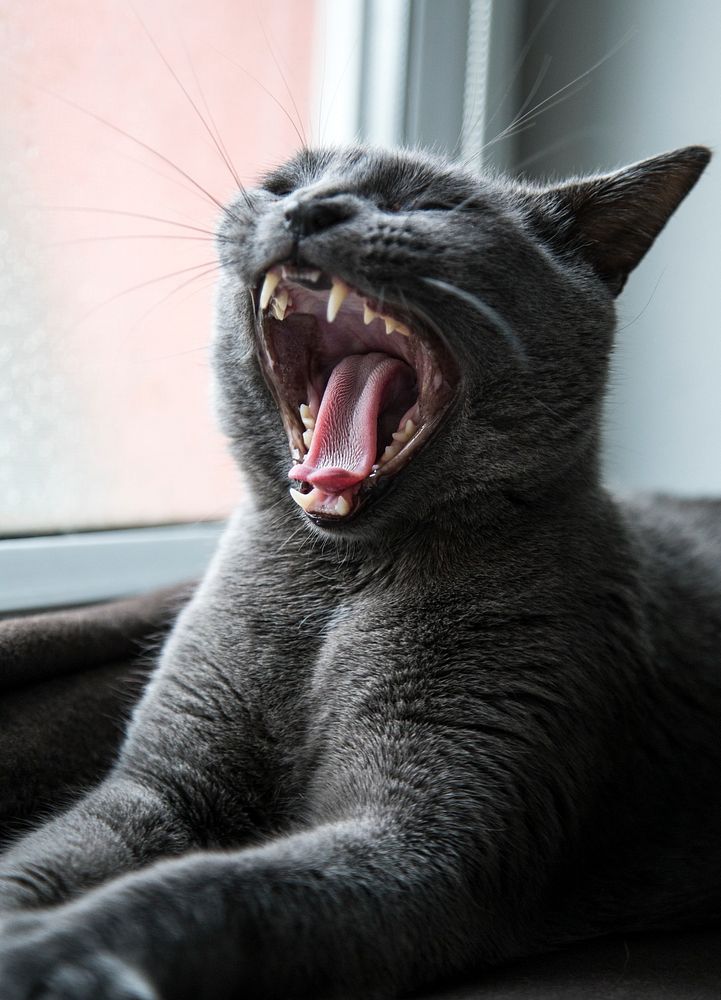 Grey domestic cat yawning