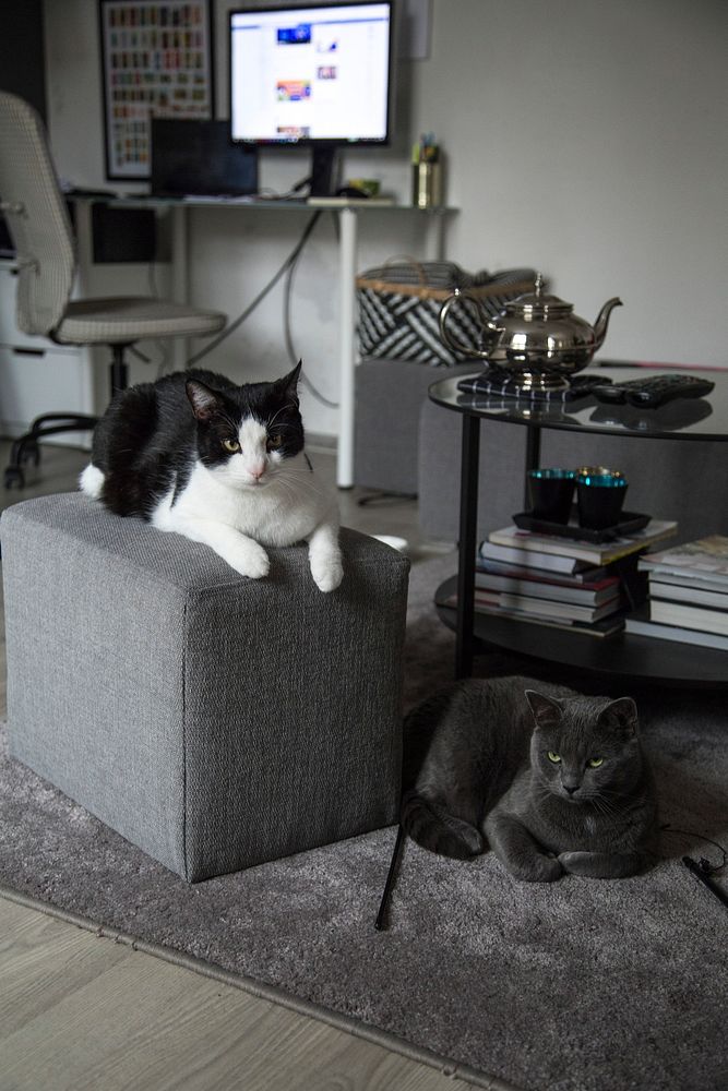 Living room with two domestic cats