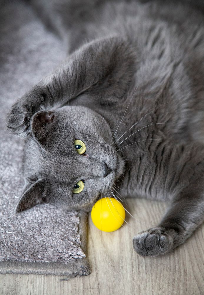 Grey domestic cat with a yellow ball on the floor