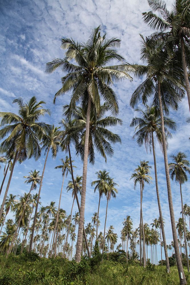 Coconut trees and a blue sky