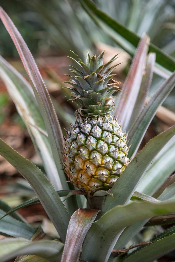 Closeup image of fresh pineapple