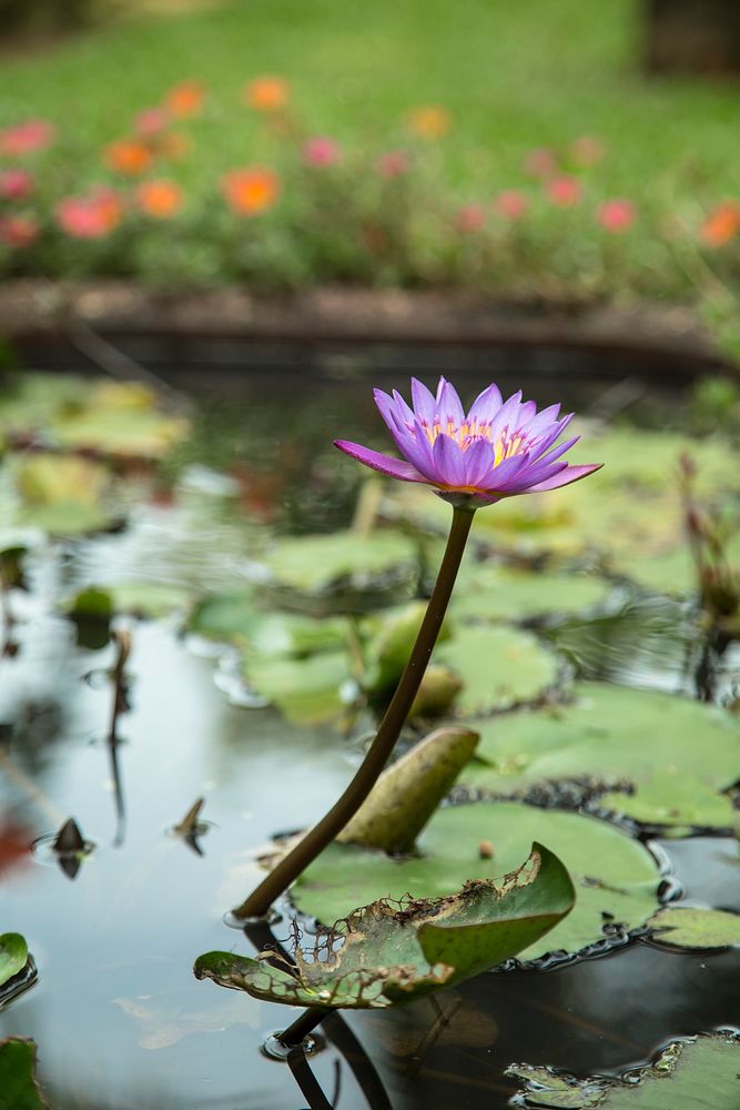 Blooming violet blue water lily in a pond
