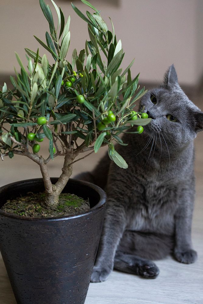 Gray cat sniffing on an olive plant in Bratislava, Slovakia