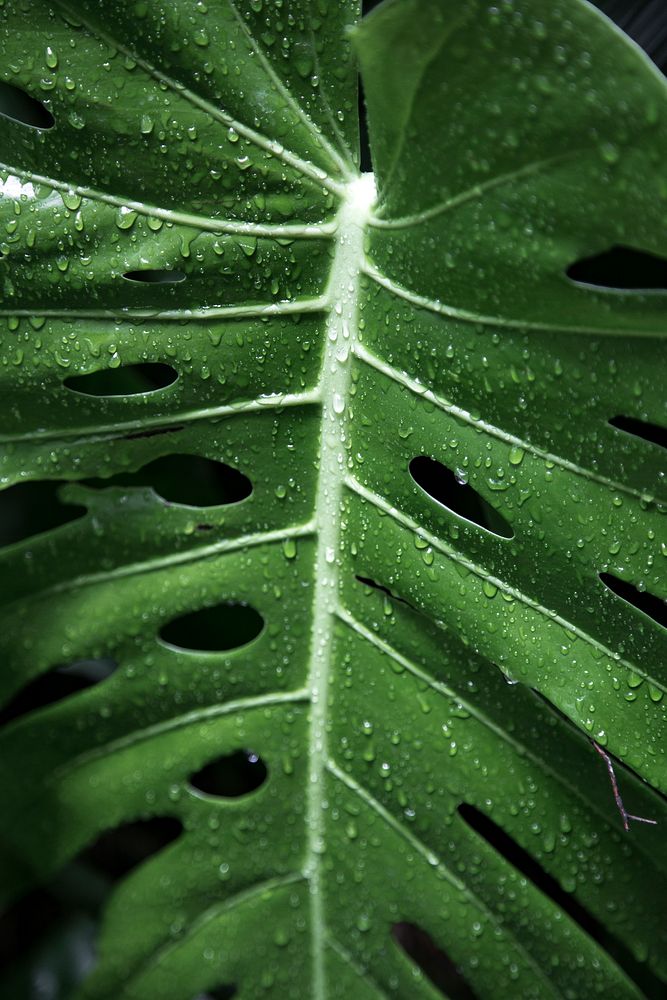 Close up of a monstera plant