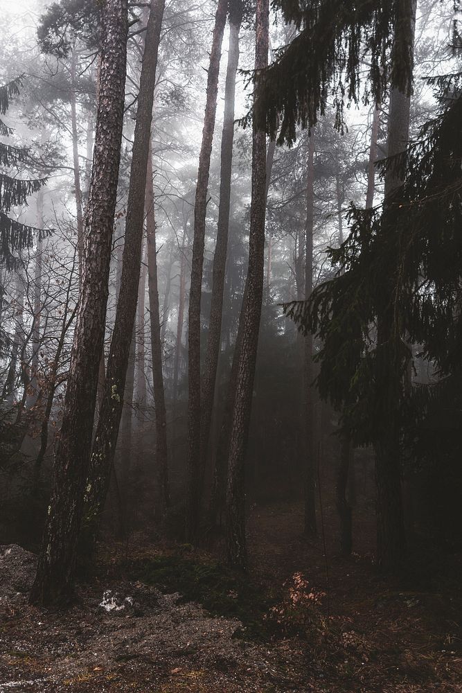 Autumn mist in the forest