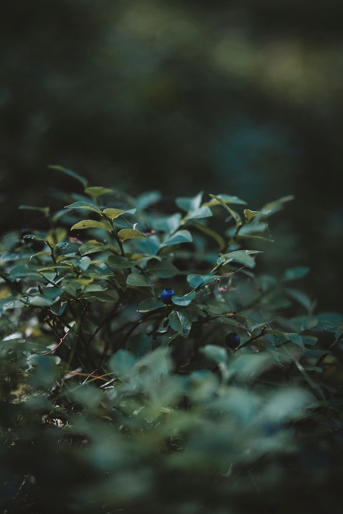 Blueberry tree bearing fruit