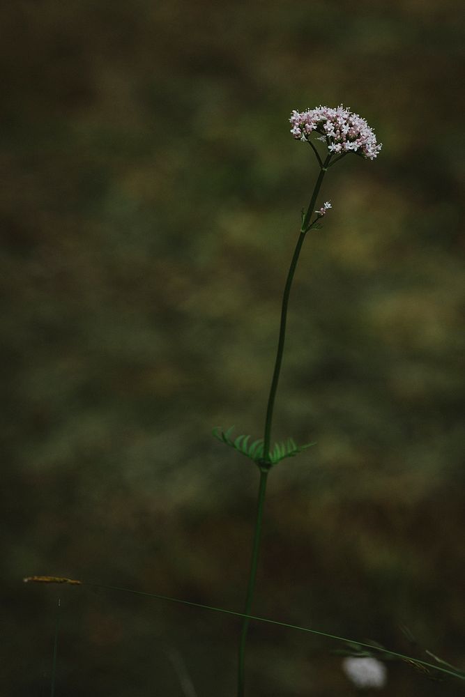 Meadow flower