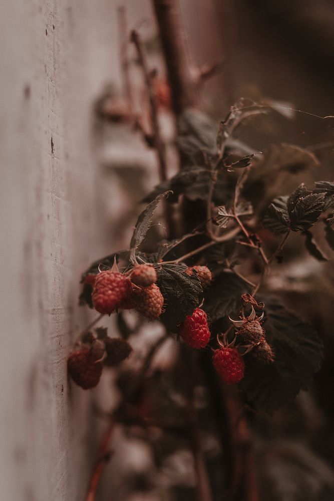 Dried raspberry branch