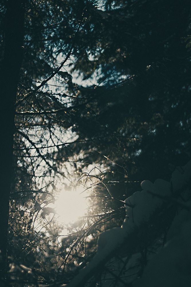 Sunlight peeking through the green forest