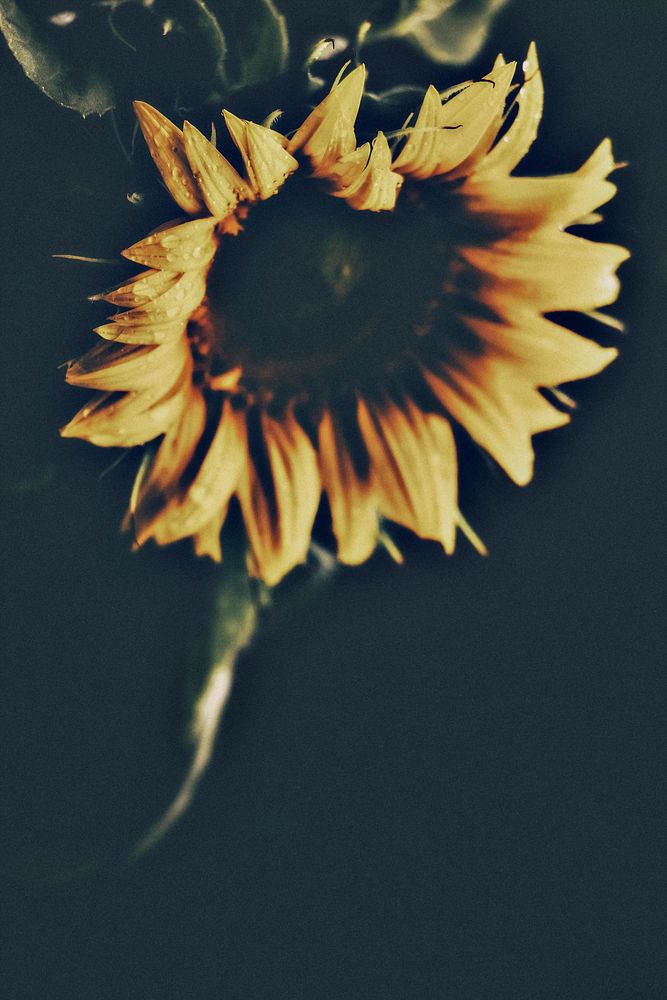 Sunflower in the dark shade