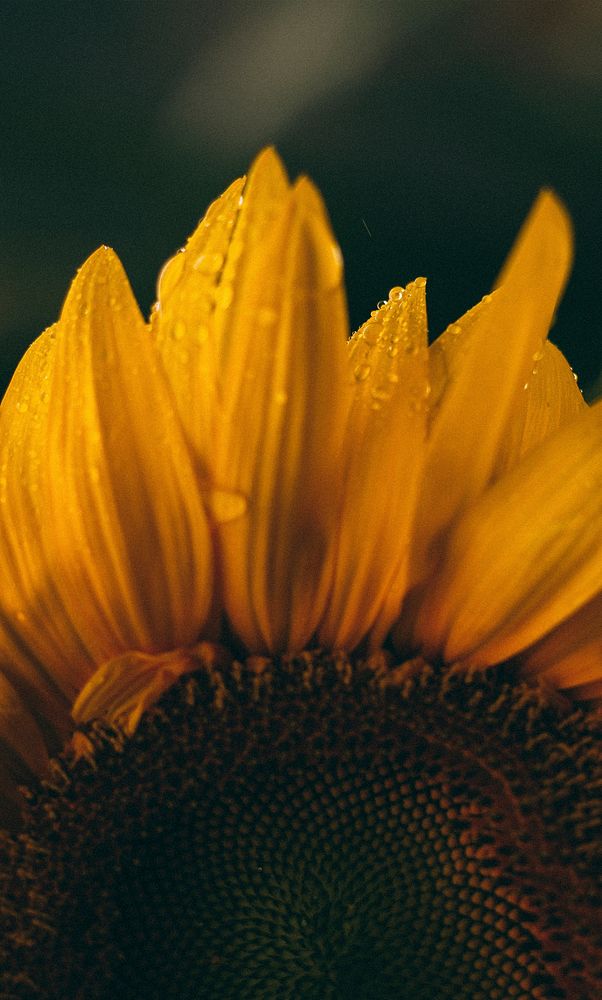 Closeup of yellow petals on a sunflower