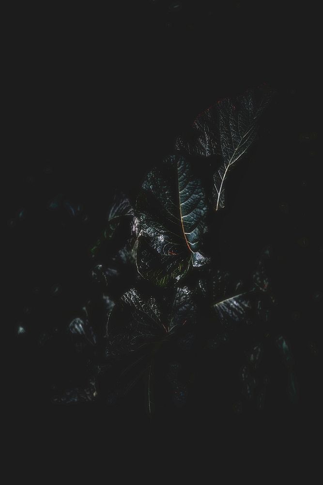 Green leaves in a dark environment