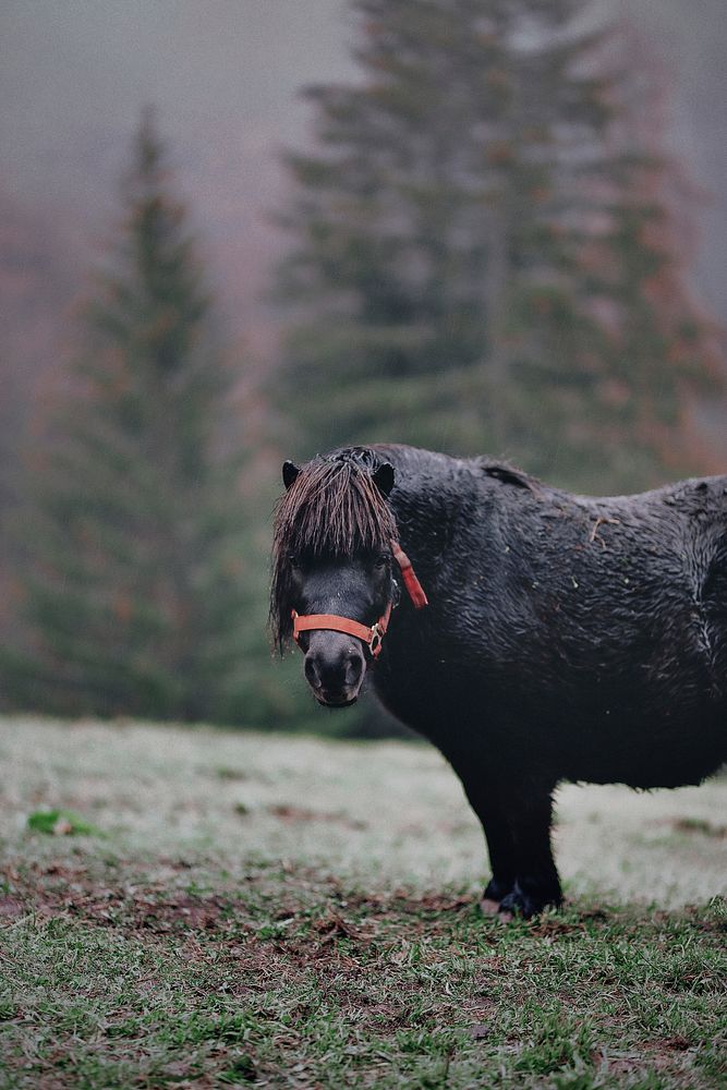 Small Shetland pony in the rain