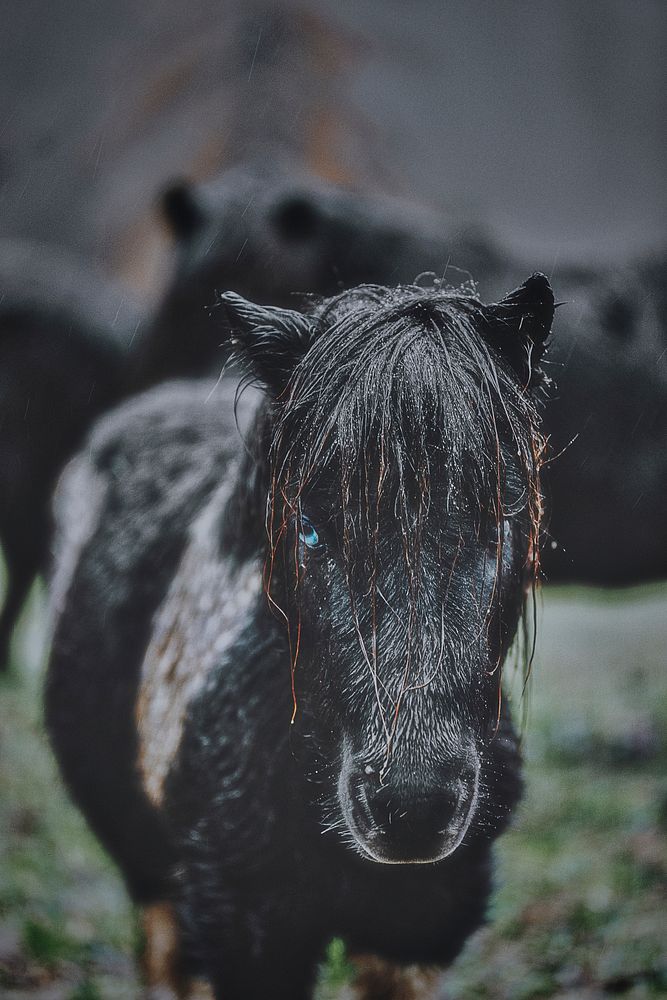 Blue eyed pony in the wild