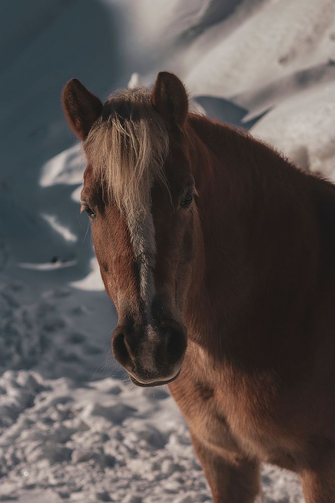 Horse standing at a snowy farm