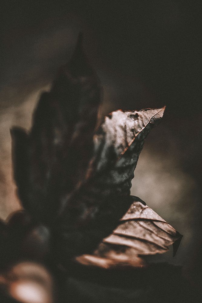 Close up of a dried autumn leaf
