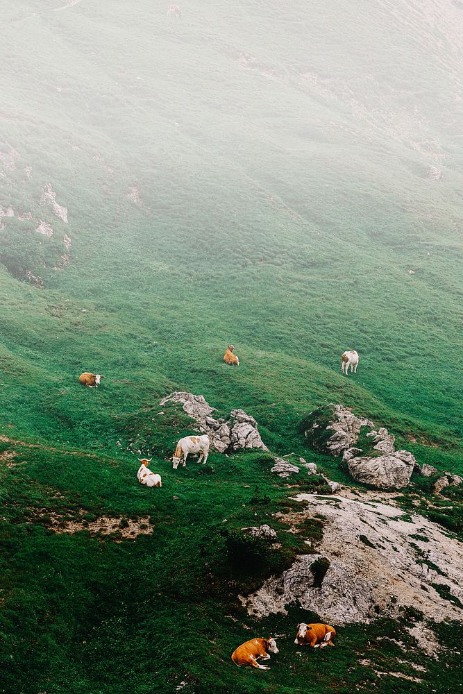 A herd of cows in the Valparola Pass, Dolomites, Italy