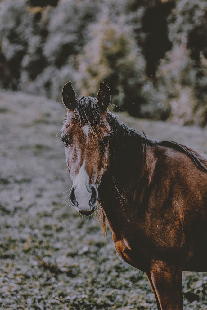 Chestnut horse portrait