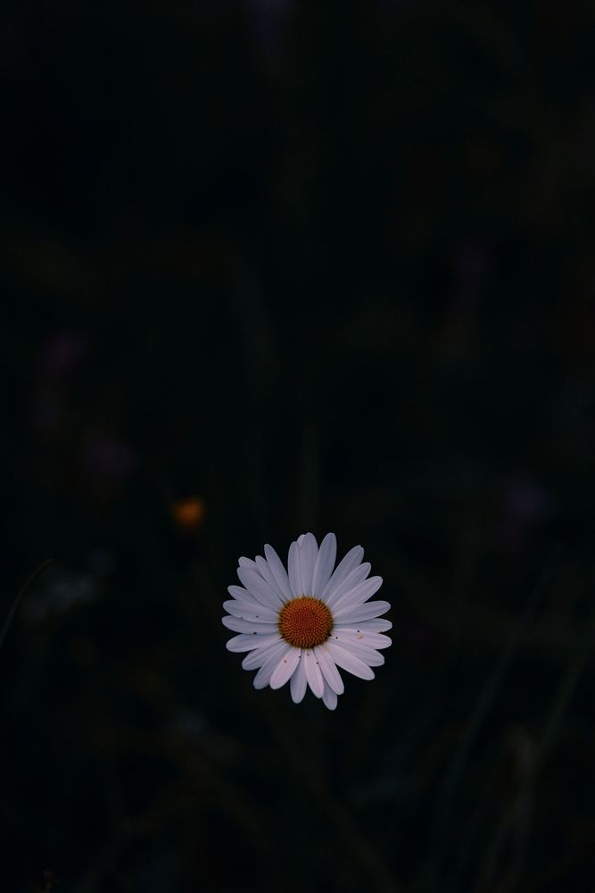Aerial view of a white daisy flower in the dark