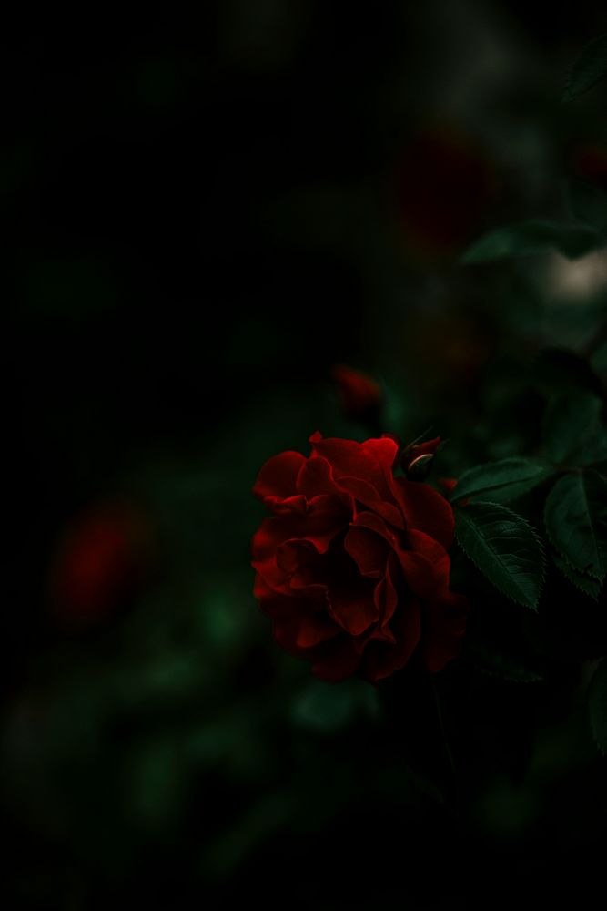 Closeup of a red rose in the dark