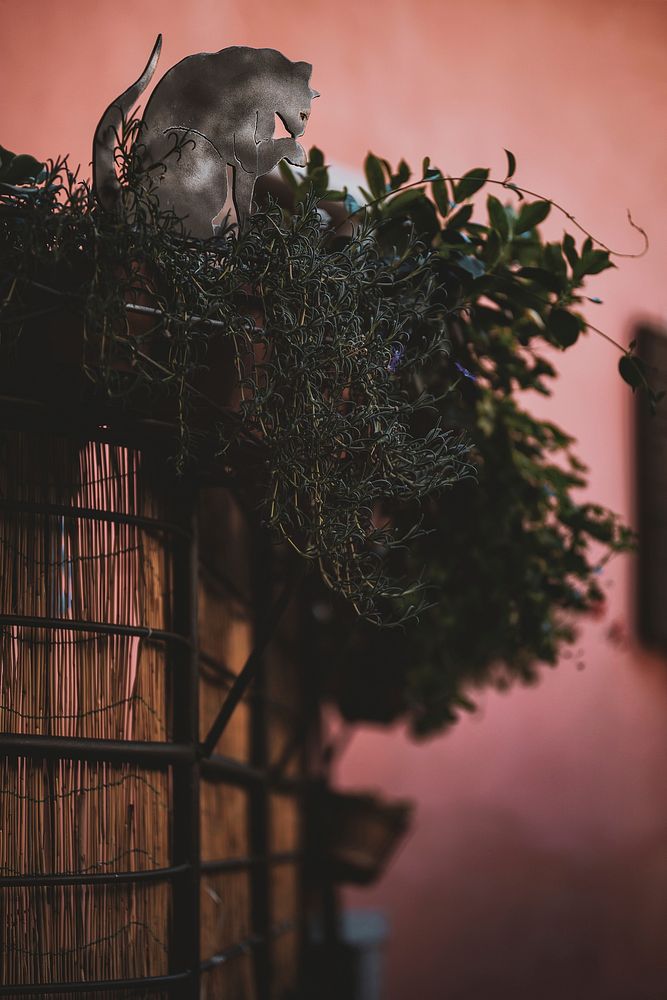 Leaves and a cat on a bamboo room separator