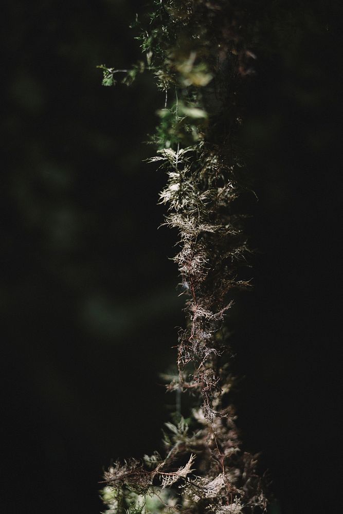 Closeup of a string of moss in dark shade