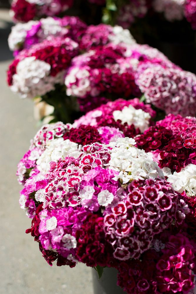 Bunch of fresh flowers in a market