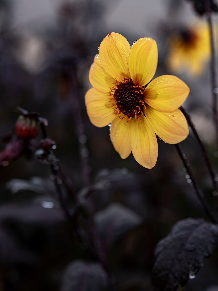 Yellow flower in the darkness
