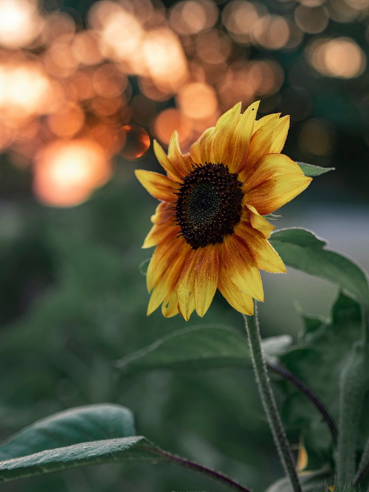 Beautiful sunflower in the morning