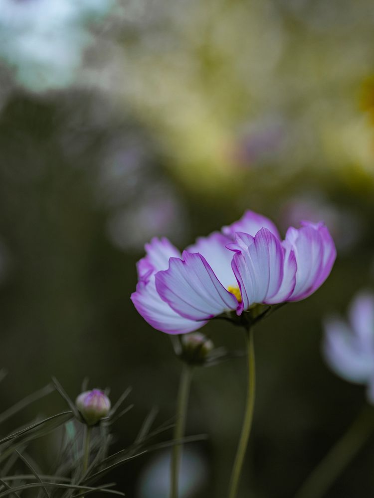 Pink flower in a field