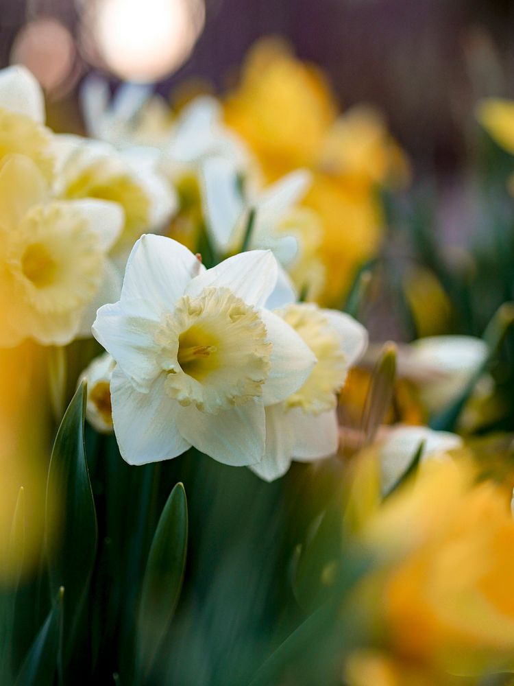 Closeup of a white and yellow daffodil