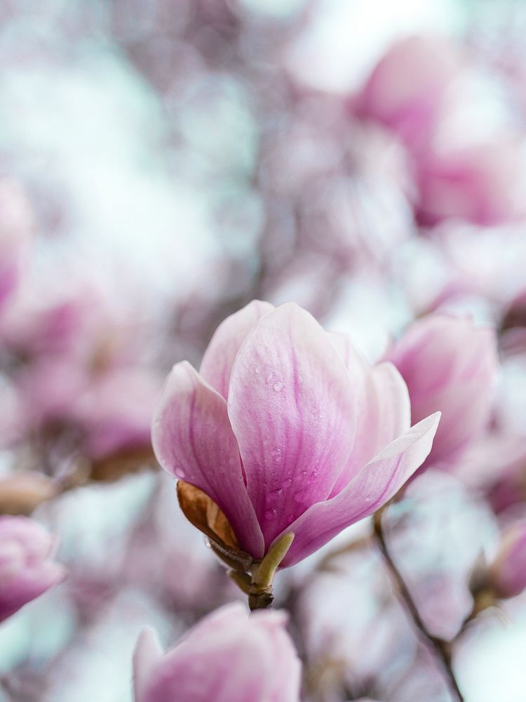 Closeup of pink magnolia flowers